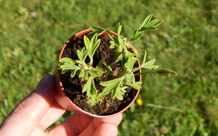 Pelargonium formosum