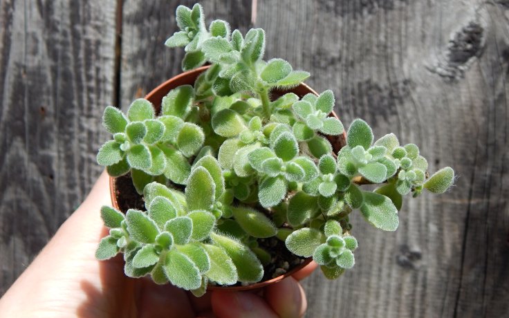 Plectranthus monthanus - Rýmovník eukaliptový