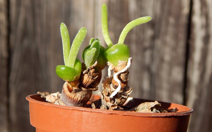 Monilaria moniliformis