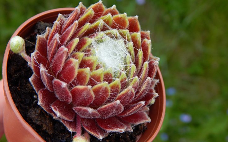 Sempervivum Kramer Spinrad