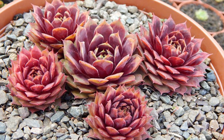 Sempervivum Buntstachel