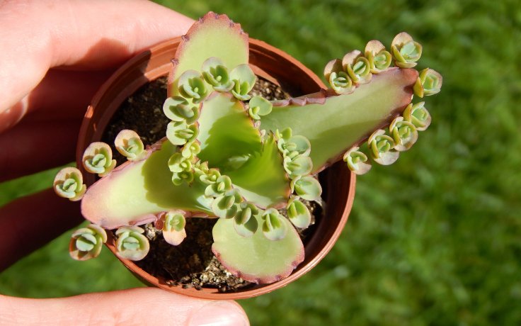 Kalanchoe laetivirens odolná pokojovka
