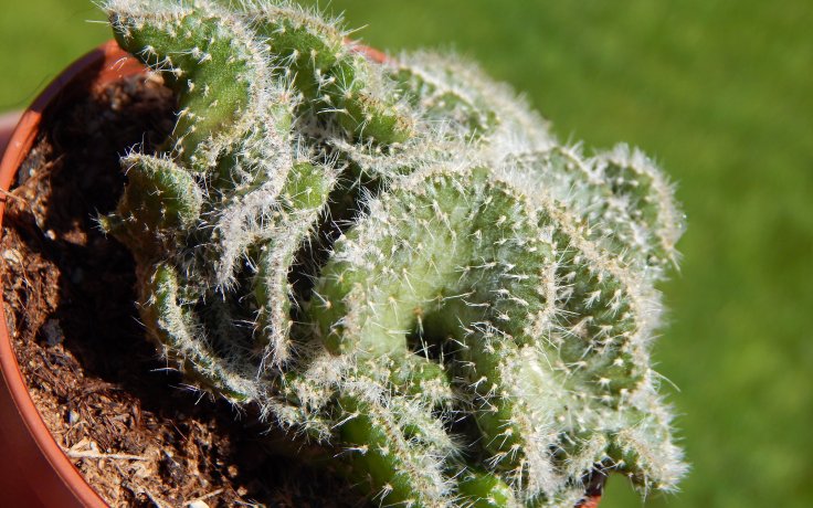 Opuntia tuna cristata