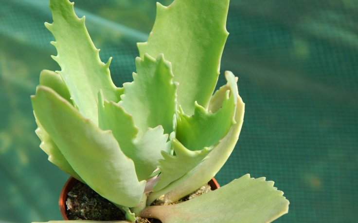Kalanchoe longiflora Bryophyllum