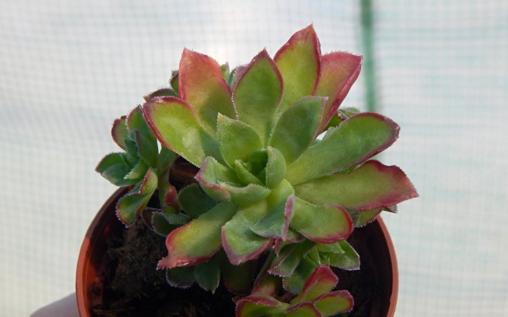 Aeonium Cornish Pixie bonsaj