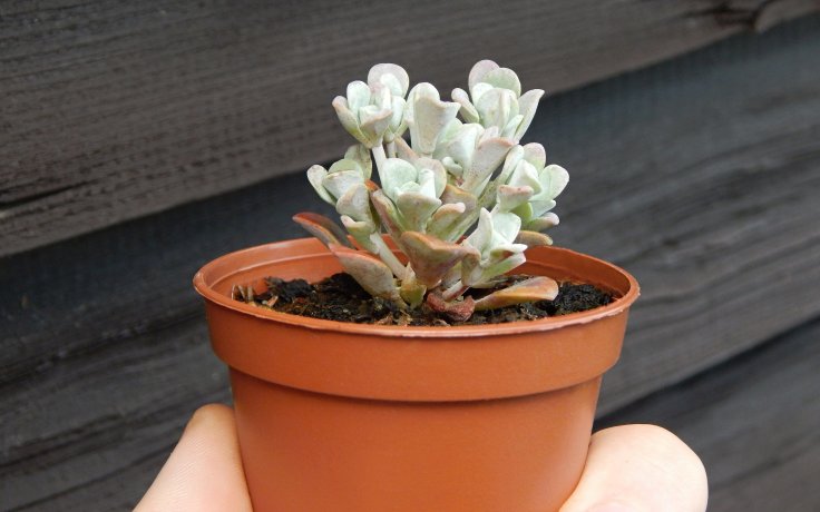 Sedum spathulifolium Cape Blanco - succulent