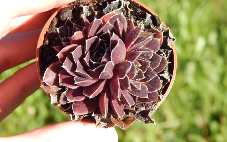 Jovibarba heuffelii Carl von Linne