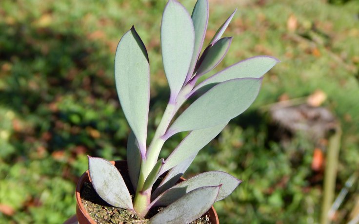 Senecio crassissimus - fialový starček