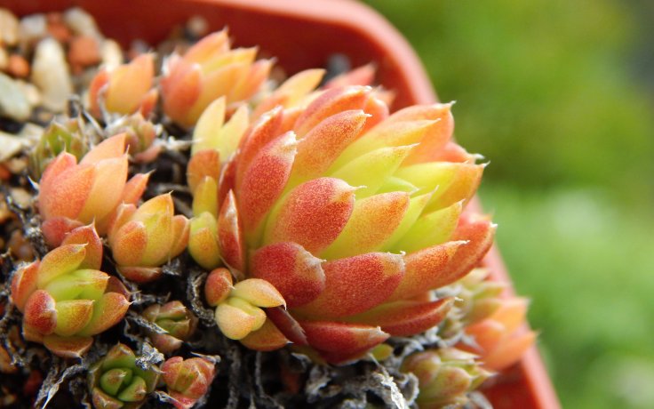 Orostachys japonica