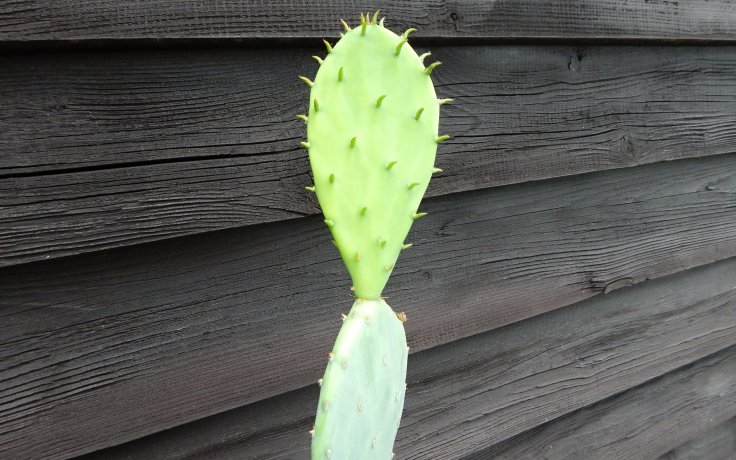 Opuntia humifusa - Opuncie