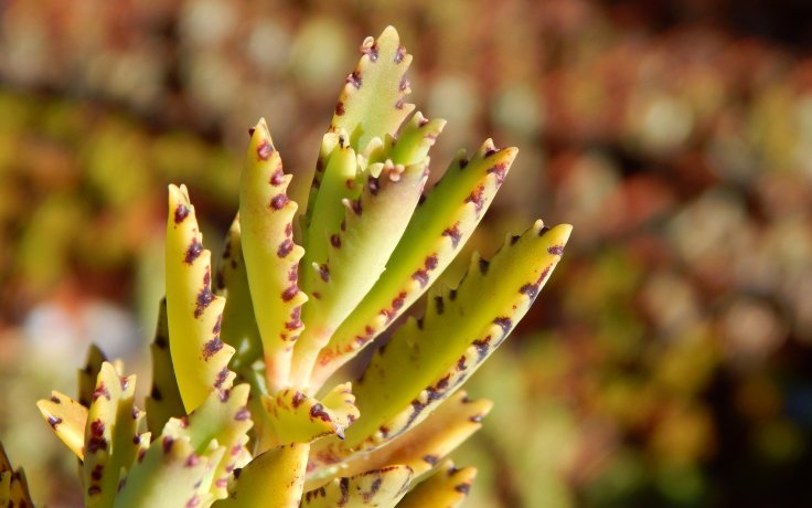 Kalanchoe richaudii na prodej eshop