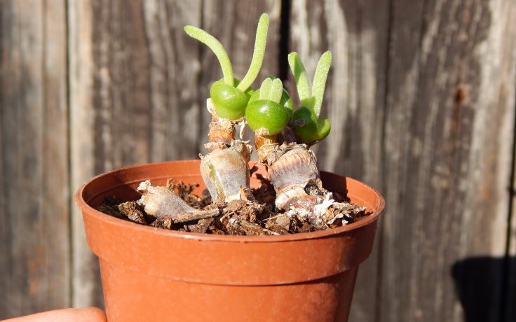 Monilaria moniliformis