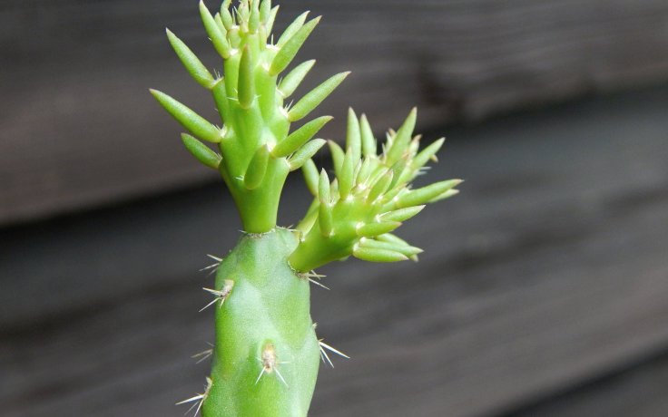 Cylindropuntia whipplei - mrazuvzdorný kaktus