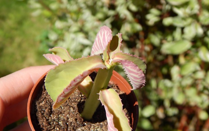 Monadenium coccineum pryšec