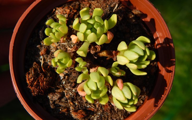 Sedum trollii - mrazuvzdorný sukulent