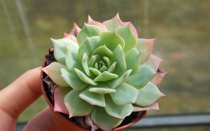 Echeveria Best Western - sukulenty a kaktusy