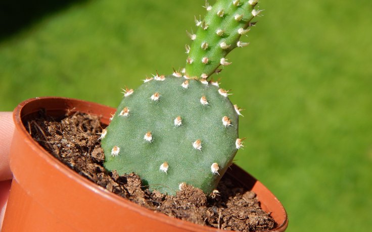 Opuntia fragilis Freiburg - cactus