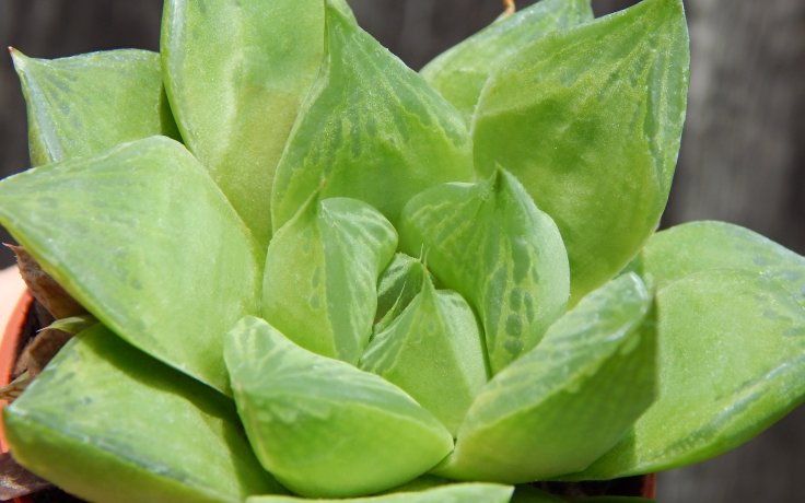 Haworthia cuspidata sukulent