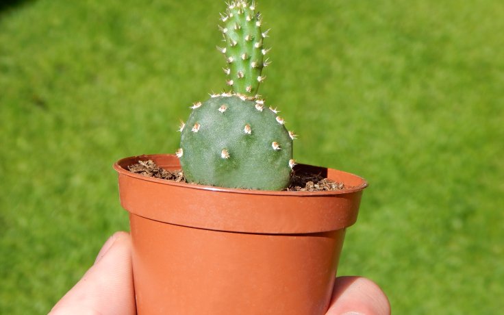 Opuntia fragilis Freiburg - cactus