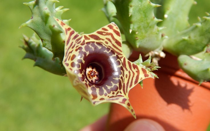 Huernia zebrina smrdutka květ