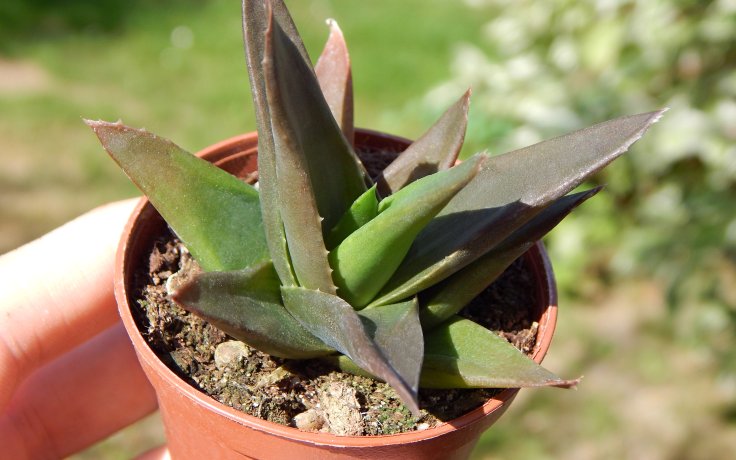 Haworthia pentagona - pokojový sukulent