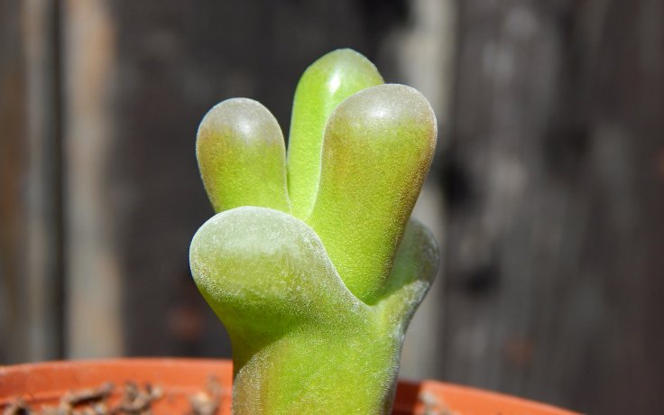 Conophytum maughanii - sukulenty