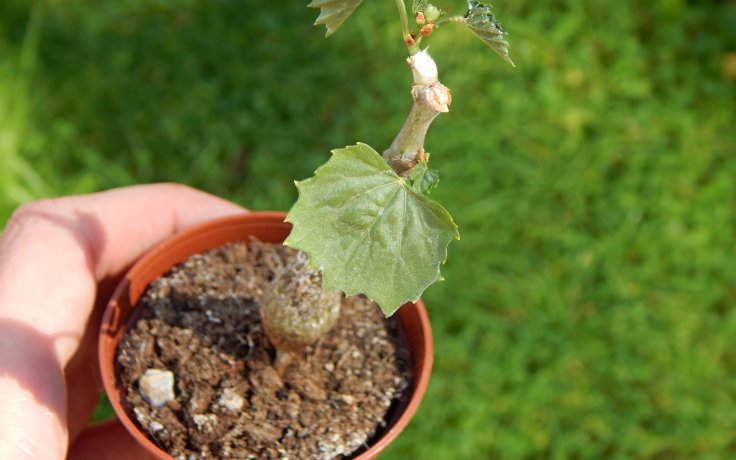 Cissus sicyoides žumen