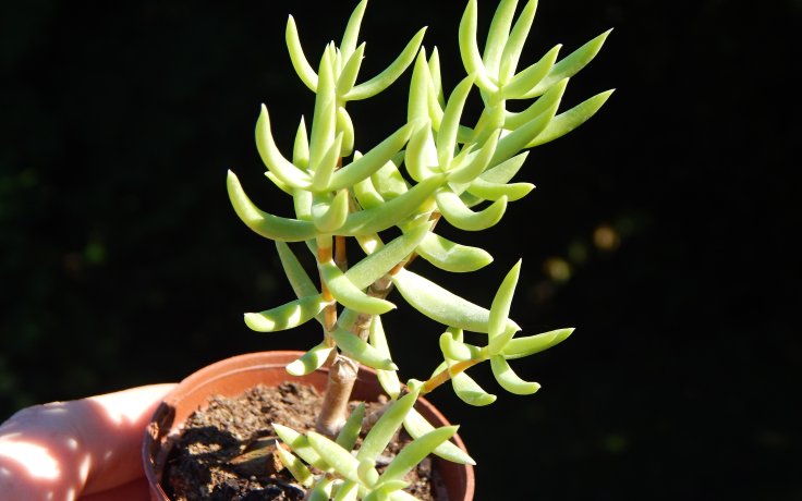 Crassula tetragona k tvarování