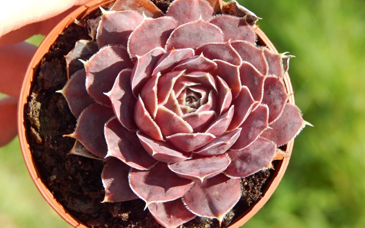 Jovibarba heuffelii Walpole