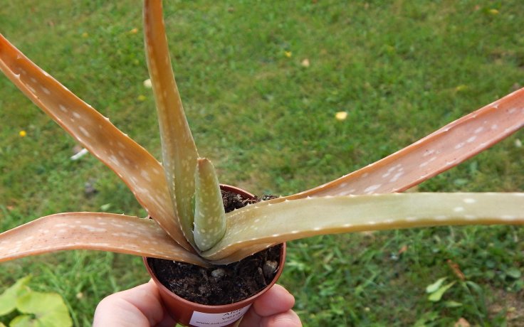 Aloe vera