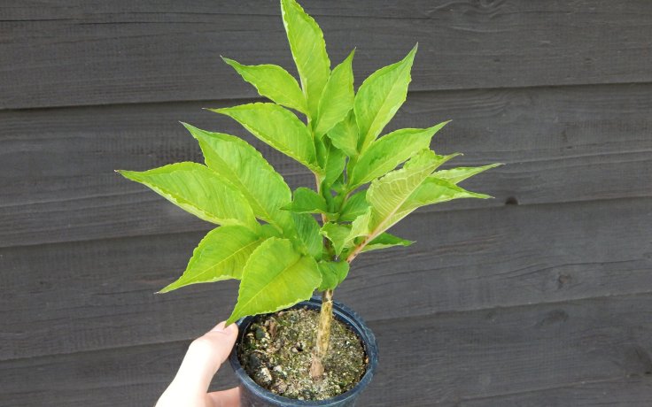 Amorphophallus konjac