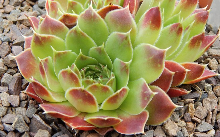 Jovibarba heuffelii Furore - succulents