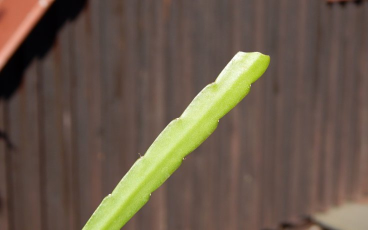 Lepismium bolivianum nenáročný kaktus