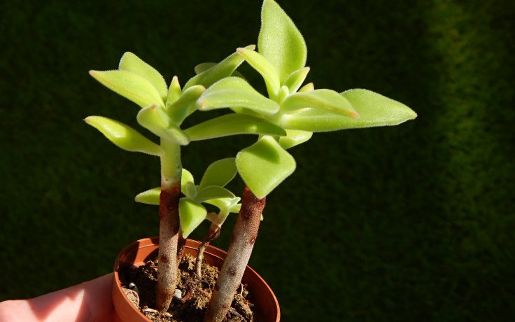 Echeveria harmsii - sukulent
