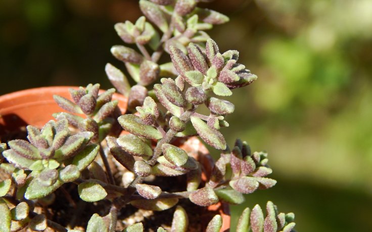 Monanthes muralis - sukulenty