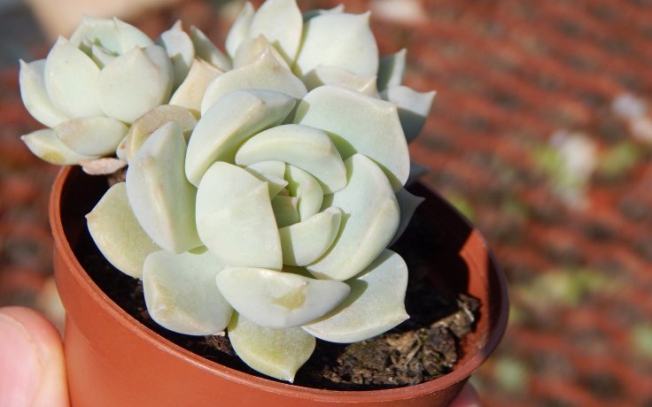 Graptoveria Titubans sukulentní kříženec