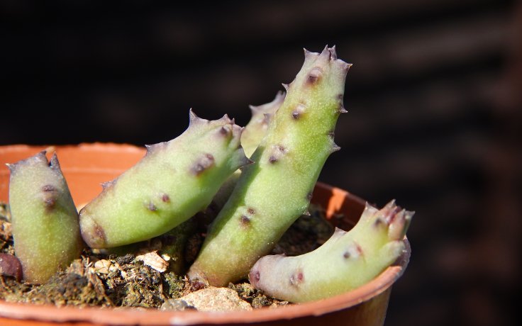 Huernia pendula - smrdutka