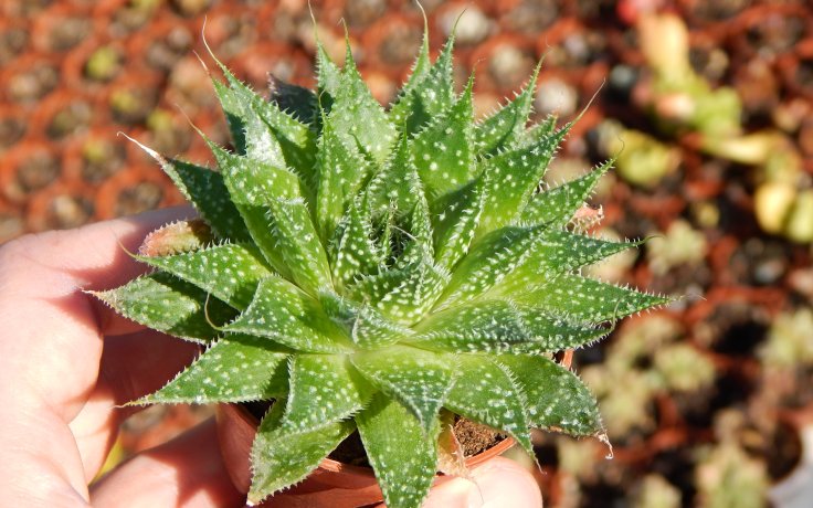 Aloe aristata kaktusy a sukulenty