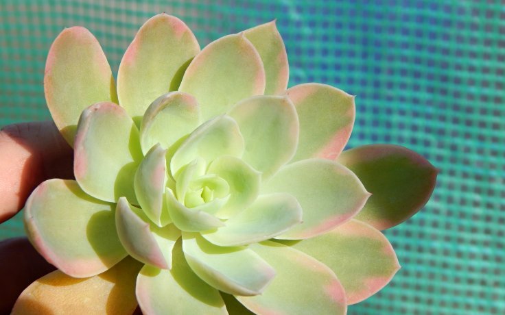 Echeveria Pink Vera variegata pokojovka