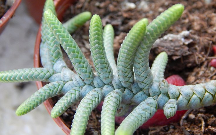Crassula Medusa Snake tlustice