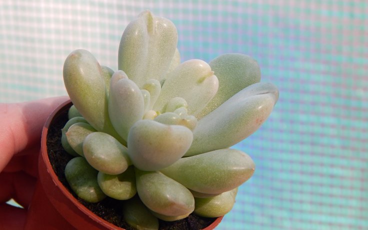 Echeveria Bill Gates