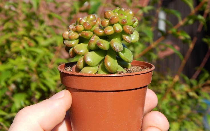 Sedum lucidum Obesum cristata