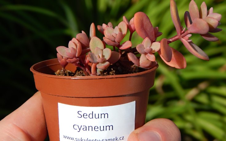 Sedum cyaneum