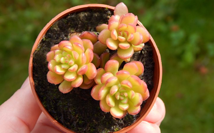 Sedum Joyce Tulloch - sukulenty a kaktusy