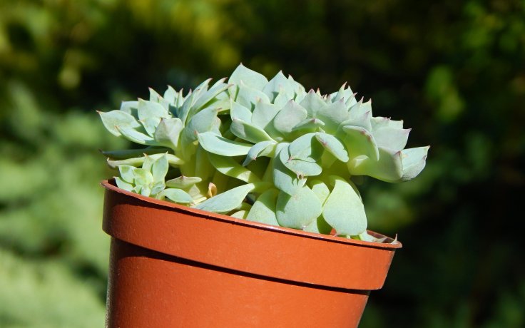 Echeveria Western Blue cristata - succulent