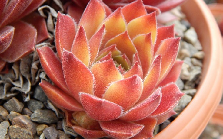 Sempervivum Ronny - houseleek