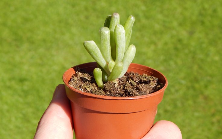 Crassula ovata Gollum variegata v květináči