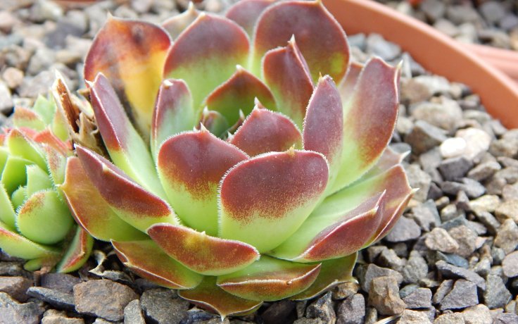 Jovibarba heuffelii Mount Baker in rock