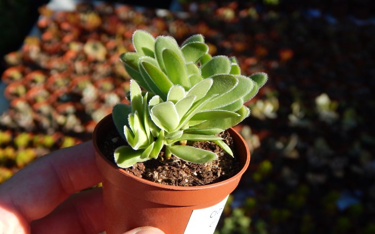 Crassula ciliata nenáročný sukulent