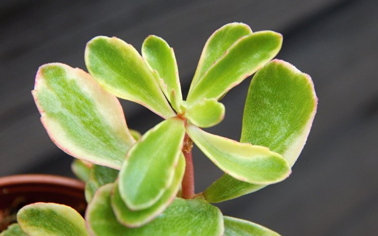 Sedum kamtschaticum variegata